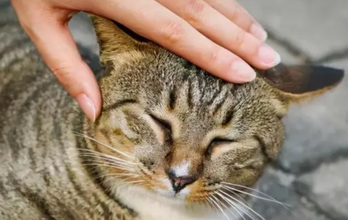 使劲打猫的头会怎么样 使劲打猫的头会怎么样