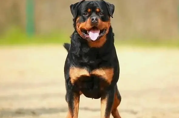 哪里能买到纯种罗威纳幼犬
