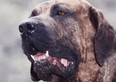 全球三大禁养犬，可以单杀虎！