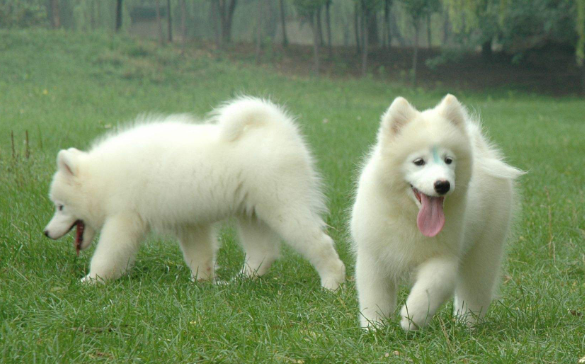 萨摩耶犬如何洗澡？你了解过吗？
