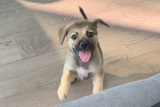土狗幼犬特征?你知道吗? 土狗幼犬特征?你知道吗?
