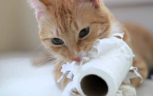 猫咪为什么喜欢咬纸巾