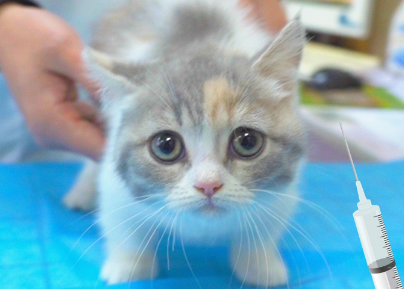 小奶猫抓伤需要打针不?一文教会你! 小奶猫抓伤需要打针不?一文教会你!