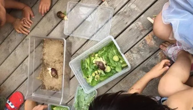 为什么养蜗牛当宠物