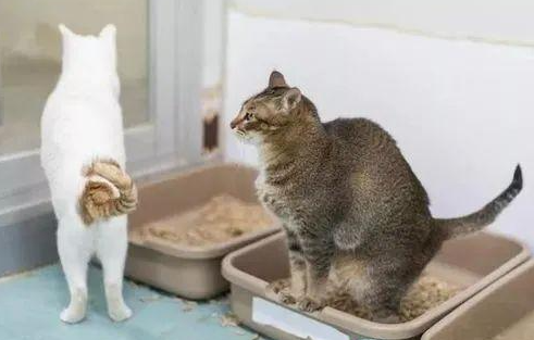 猫不埋屎是不尊重主人 猫不埋屎是不尊重主人
