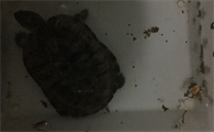 乌龟拉出黑色的一团