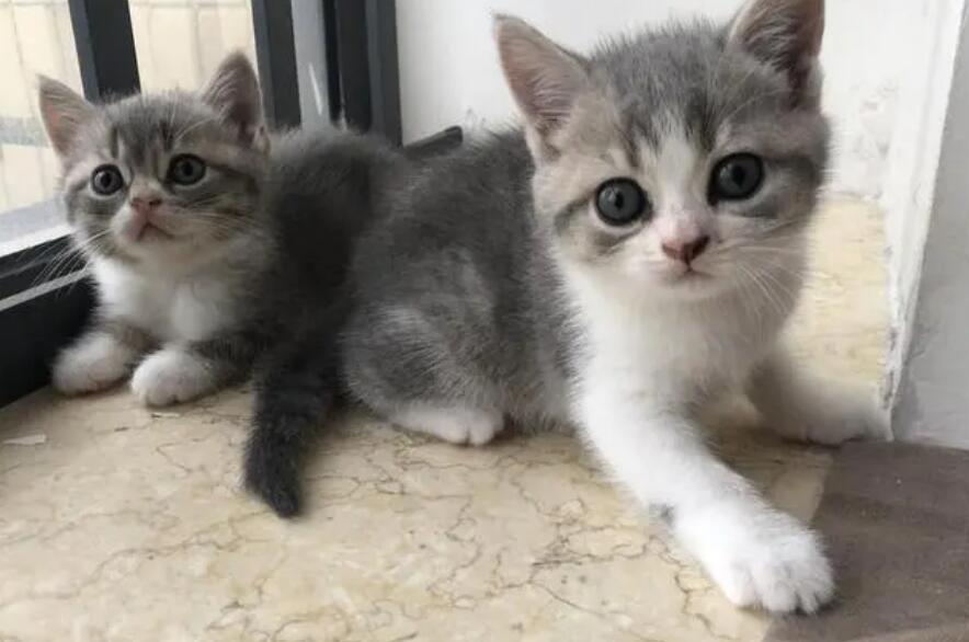 美短和蓝猫串串长啥样