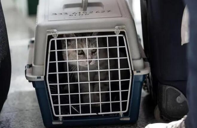猫咪随身携带上飞机 猫咪随身携带上飞机