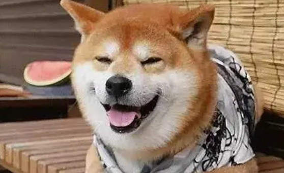 柴犬为什么像个傻子