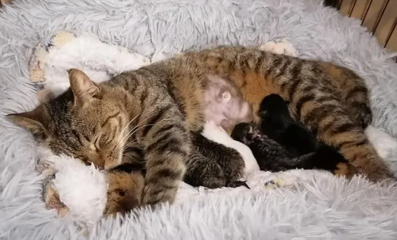 猫爸爸会照顾猫妈妈吗