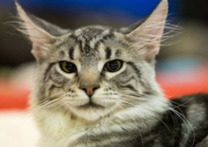 缅因猫最怕什么