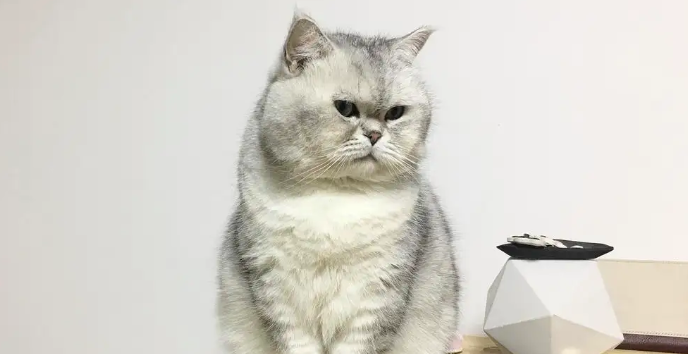 猫咪为什么看着不开心呢怎么回事