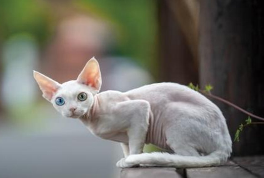 德文卷毛猫智商高吗