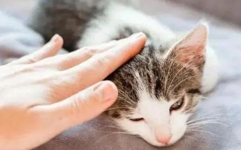 猫咪为什么不能摸人脖子呢 猫咪为什么不能摸人脖子呢