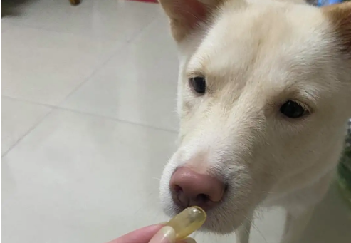 狗狗吃鱼油的危害