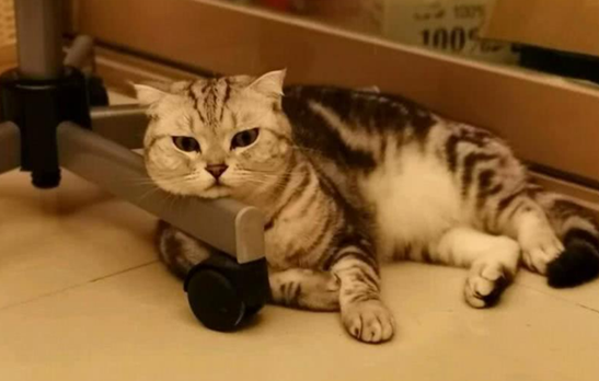 夏天没人在家猫怎么办