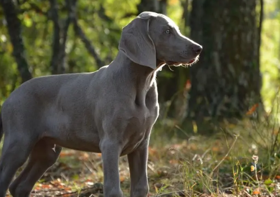 威玛猎犬怎么养?这里有答案! 威玛猎犬怎么养?这里有答案!