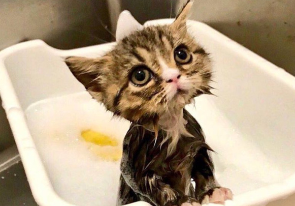 猫咪洗澡为什么发抖的厉害呢
