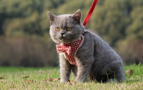 蓝猫为啥只能活3四年 蓝猫为啥只能活3四年