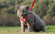 蓝猫一般多久发一次情