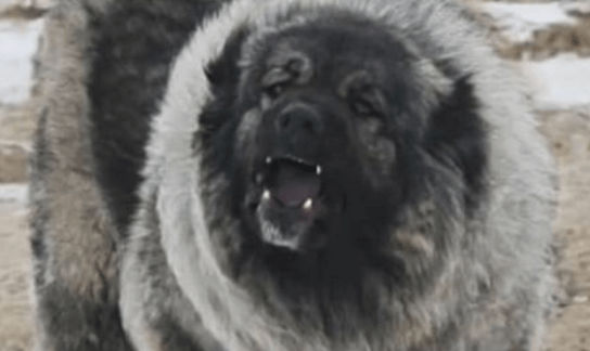 高加索犬凶猛程度 高加索犬凶猛程度