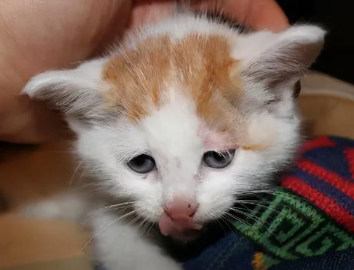什么病会让猫死亡 什么病会让猫死亡