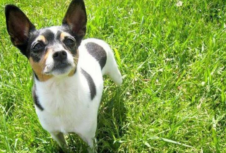 捕鼠梗犬躺下怎么训练?如此简单的技巧 捕鼠梗犬躺下怎么训练?如此简单的技巧