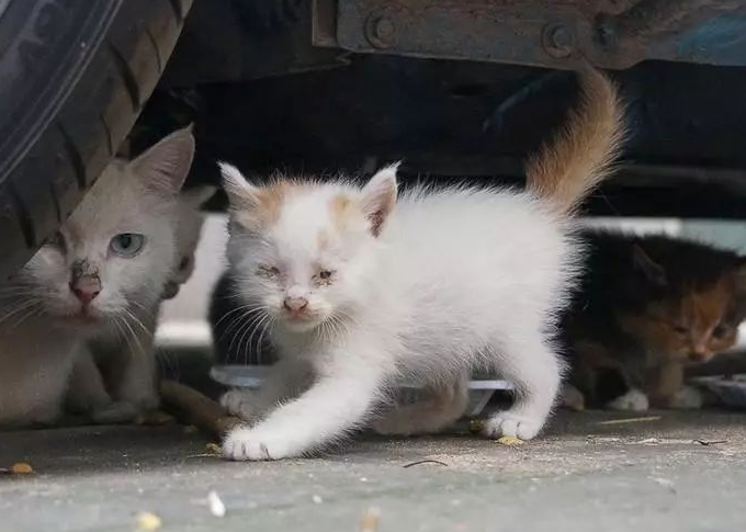 接近流浪猫要注意什么？来看看吧