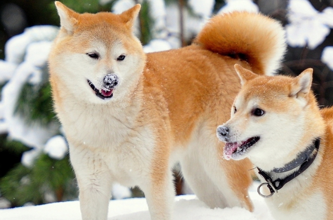 一般人养得起秋田犬吗