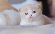 小奶猫打喷嚏怎么办？教你如何避免喷嚏问题