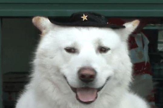 狗狗帮主人卖票，招揽了不少客人，不愧是商业奇才！