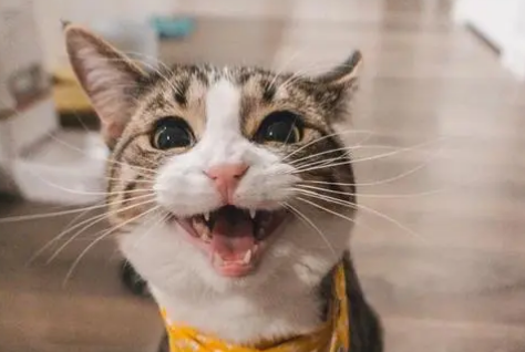 人一走猫就叫个不停