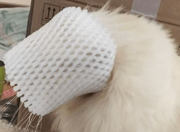 猫咪拆家时头不小心被套住了，看它可怜又无辜的样子，原谅我笑了
