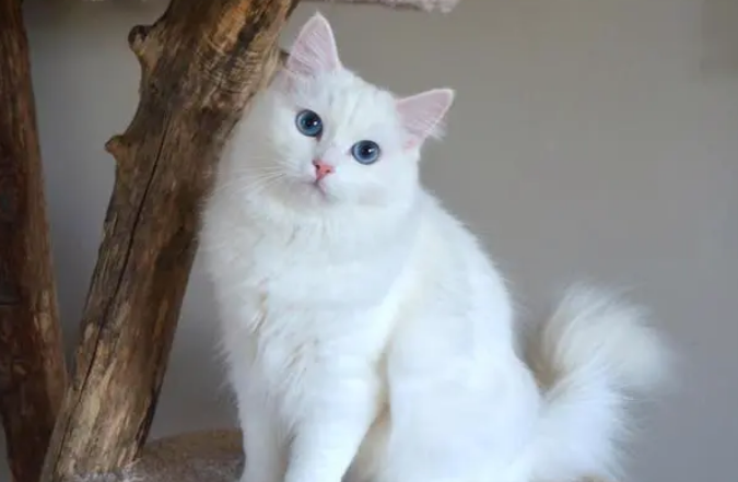 猫咪毛色为什么是白色的呢