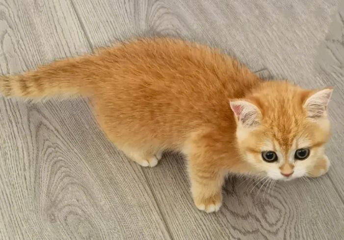 金渐层属于什么档次的猫