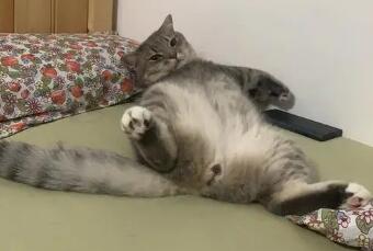 猫咪肛门腺正常颜色