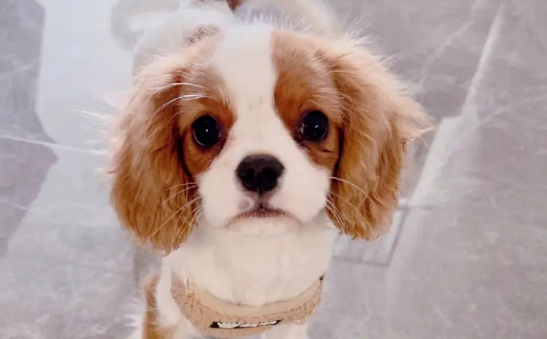 最好的小型猎犬品种 最好的小型猎犬品种