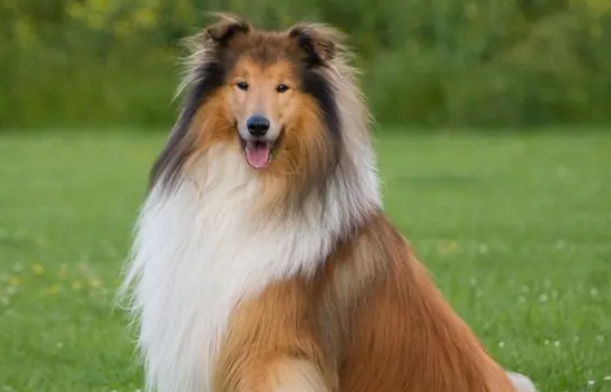 苏格兰牧羊犬怎么训练翻滚呢？这样做最好