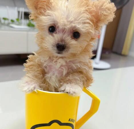 茶杯犬的容貌和特性 茶杯犬的容貌和特性