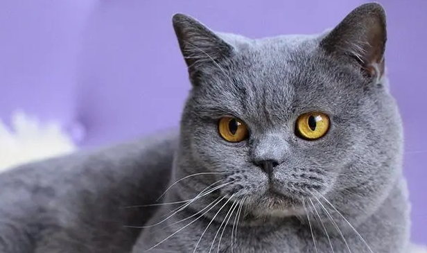 猫咪为什么粑粑带血呢