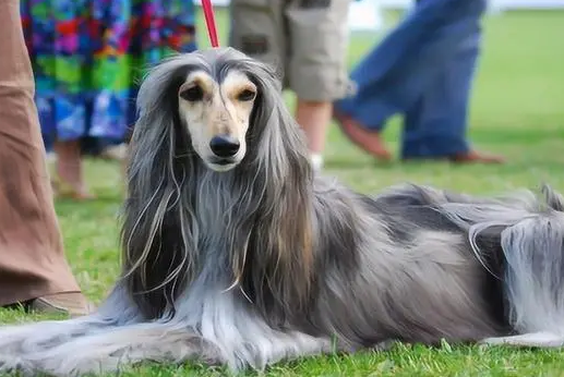 纯种的阿富汗猎犬多少钱