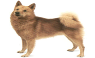 如何给芬兰狐狸犬驱虫？大作战开始