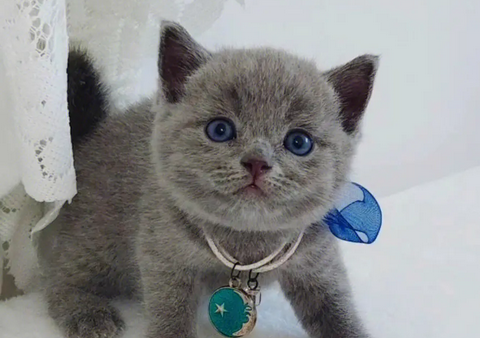 宠物猫咪长什么样子 宠物猫咪长什么样子