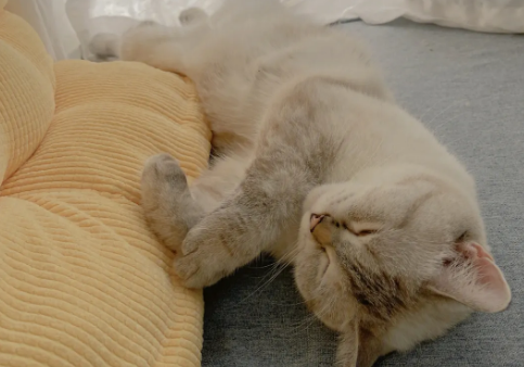 猫咪陪睡正常吗 猫咪陪睡正常吗