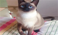 暹罗猫老打喷嚏是怎么回事儿