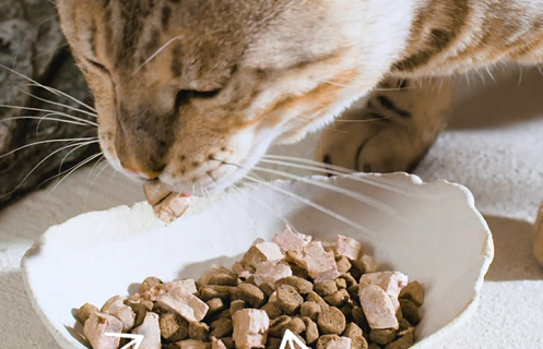 15元一斤的猫粮推荐一下