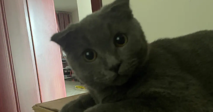 蓝猫四个月多重正常？快来对照一下