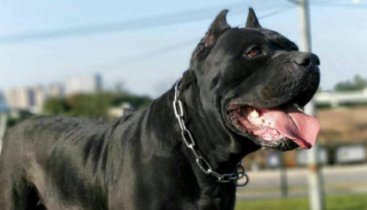 卡斯罗犬怎么美容？如何让它彻底变身~