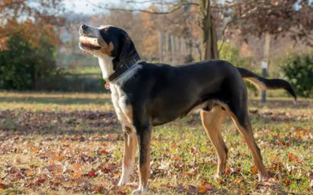 巴伐利亚山地犬训练方法？宠主应该如何训练？