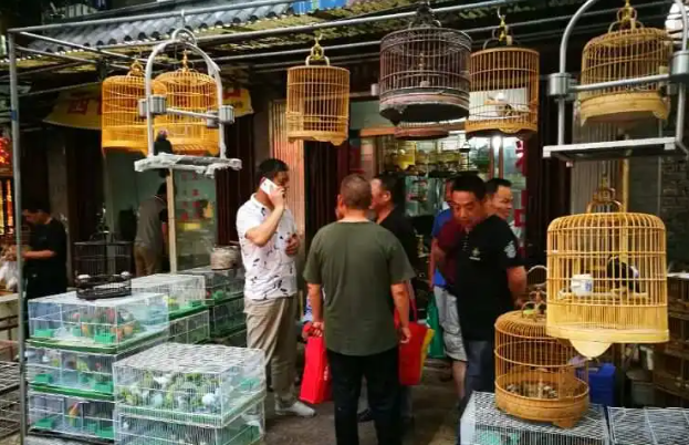 保定西三环花鸟鱼虫市场在哪